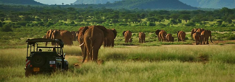 Elephant Watch Camp